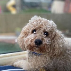 Meet your Posher, Carly